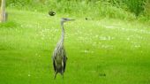 heron06