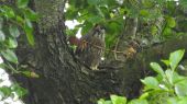 kestrel09
