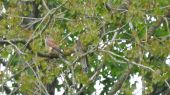 kestrels01