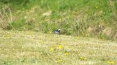 pied_wagtail02