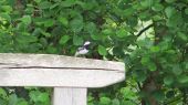 pied_wagtail05