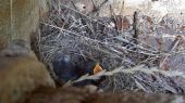 pied_wagtail_nest